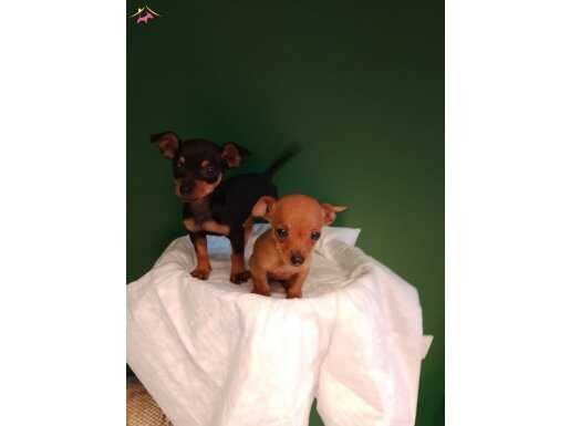 Üretim çiftliğinden 0 numara mini pinscher bebekler