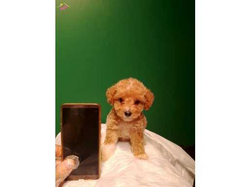 Üretim çiftliğinden ırk ve sağlık garantili mini maltipoo 