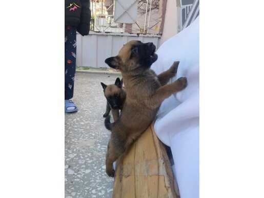 Üretim çiftliğinden A kalite pirana gibi  malinois bebekler 