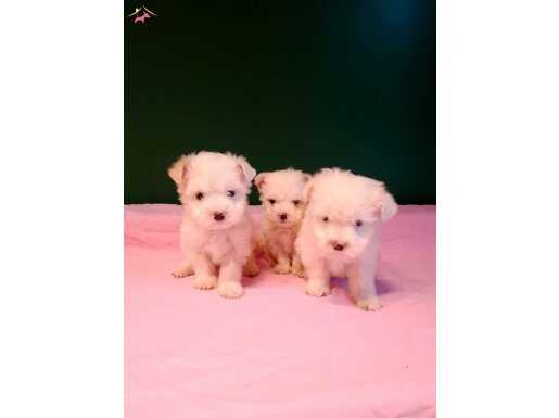 Üretim çiftliğinden kar topu gibi maltese yavrular