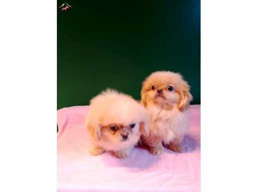 Sıfır burun imperial pekinez bebeklerimiz 