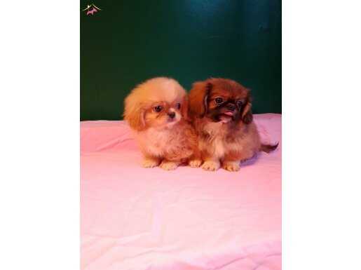 Üretim çiftliğinden ırk ve sağlık garantili pekinez bebekler