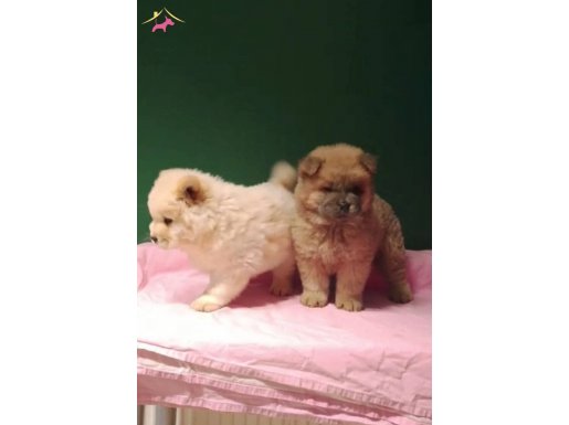 Üretim çiftliğinden ırk ve sağlık garantili pofuduk chow   