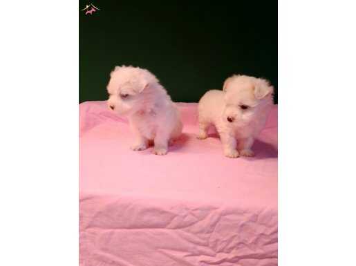 Üretim çiftliğinden bembeyaz maltipoolar