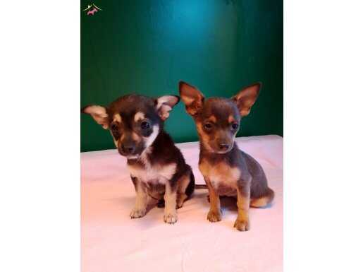 Üretim çiftliğinden sıfır numara yavrular 