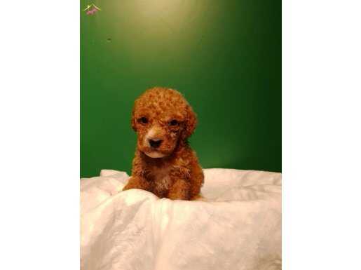 Üretim çiftliğinden ırk ve sağlık garantili mini  poodle 