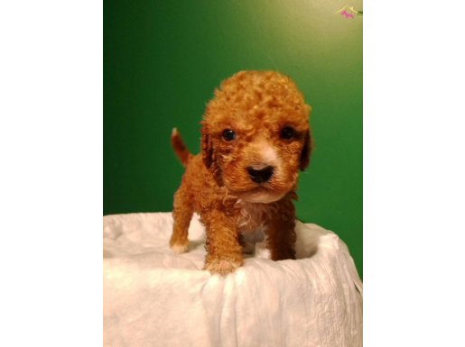 Üretim Çiftliğinden Toy Poodele yavrular 