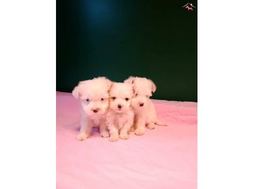 Pamuk gibi min maltese yavrulat