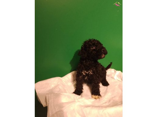 Mini siyah toy poodle yavrularımız