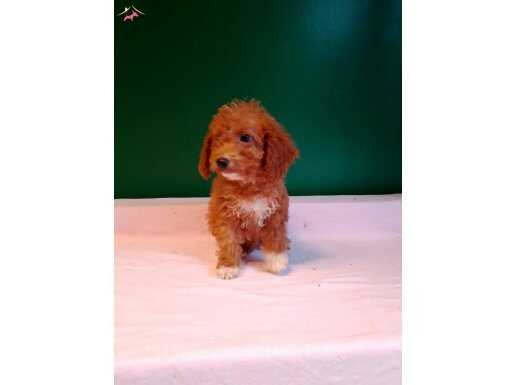 Minyatür poodle bebeklerimiz 