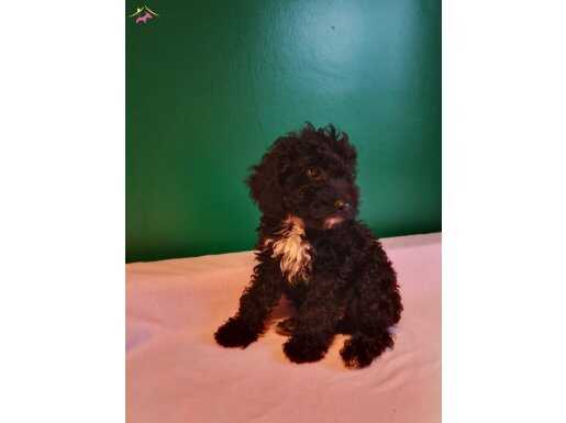 Siyah tou poodle yavrularımız 