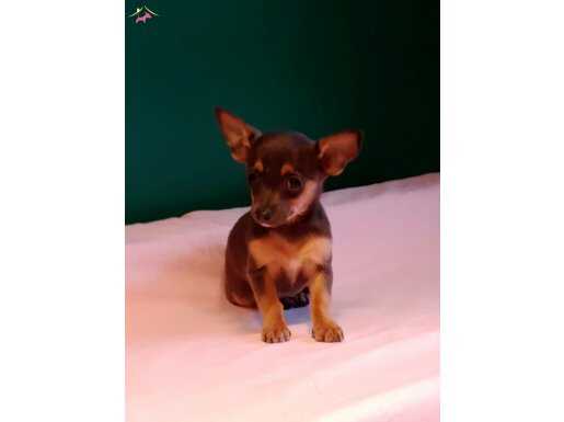 Sıfır numara Bluetan chihuahua yavrularımız 
