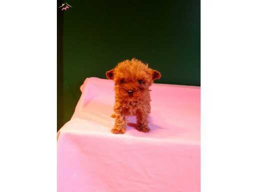 Orijinal teacup poodle yavrularımız 