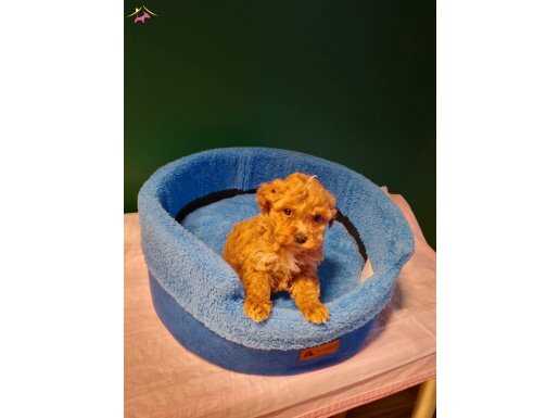 A kalite maltipoo yavrularımız 