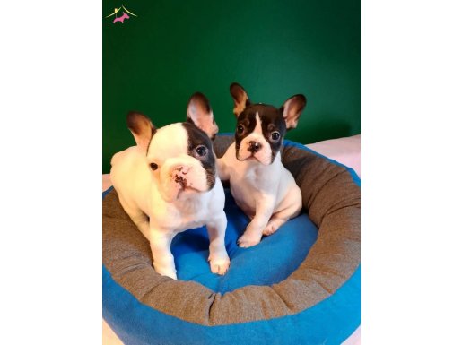 A kalite Yarasa Kulak french bulldog yavrular 