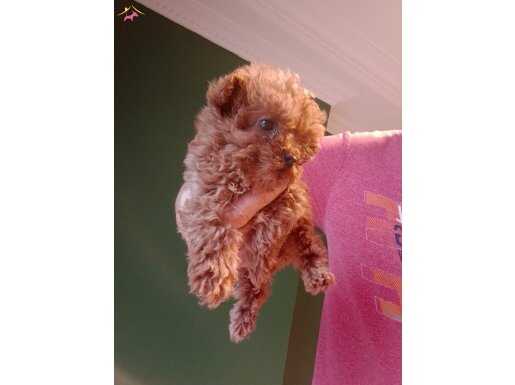 Mini teacup poodle yavrumuz 