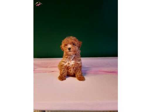 Üretim çiftliğinden ırk ve sağlık garantili toy poodle yavru