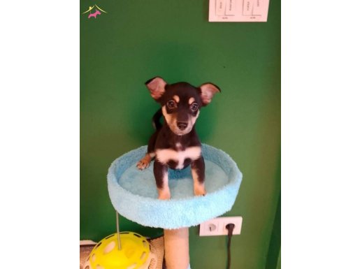 Avuç İçine Sığan Miniatür Pinscher: Sosyal Ortamların Yeni Yıldızı