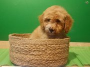 Üretim çiftliğinden poodle ayarında maltipoo bebekler