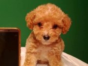 Irk ve sağlık garantili mini maltipoo 