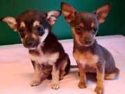 Üretim çiftliğinden sıfır numara yavrular 