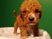 Üretim Çiftliğinden Toy Poodele yavrular 