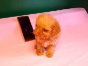 Teacup poodle yavrularımız 