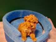 A kalite maltipoo yavrularımız 