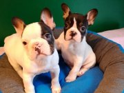 A kalite Yarasa Kulak french bulldog yavrular 