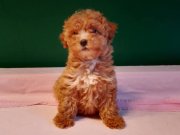 Üretim çiftliğinden ırk ve sağlık garantili toy poodle yavru