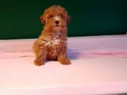 Üretim çiftliğinden ırk ve sağlık garantili toy poodle yavru