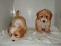 Party color maltipoo bebeklerimiz 
