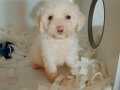 Karbeyaz mini mini maltipoo bebeklerimiz. 