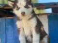 Üretim çiftliğinden kızıl ve standart husky  bebeklerimiz 