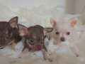 Elma kafa Chocolate ve karbeyaz teacup chihuahua bebeklerim 