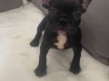 Üretim çiftliğinden Anatomi harikası french bulldoglar 