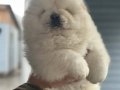 Üretim çiftliğinden ırk ve sağlık garantili chow chow bebek