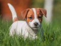 Üretim çiftliğinden kısa bacak Jack Russel bebekler