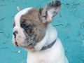 Üretim çiftliğinden Anatomi harikası french bulldog bebekler