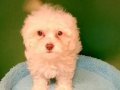 Mini boy maltipoo max 2 kg olacak 