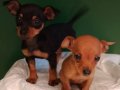 Üretim çiftliğinden 0 numara mini pinscher bebekler
