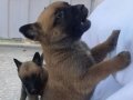 Üretim çiftliğinden A kalite pirana gibi  malinois bebekler 