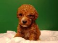 Üretim çiftliğinden ırk ve sağlık garantili mini  poodle 
