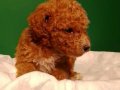 Üretim çiftliğinden ırk ve sağlık garantili mini  poodle 