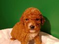 Üretim çiftliğinden ırk ve sağlık garantili mini  poodle 