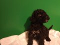 Mini siyah toy poodle yavrularımız