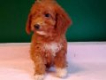 Minyatür poodle bebeklerimiz 