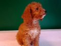 Minyatür poodle bebeklerimiz 