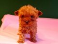 Orijinal teacup poodle yavrularımız 