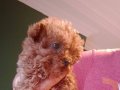 Mini teacup poodle yavrumuz 